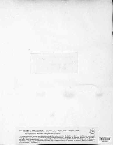 Cainia desmazieri image